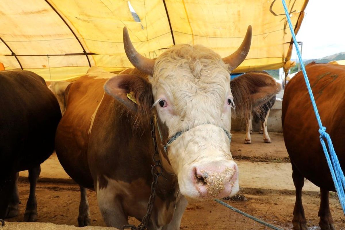 Kurbanlıklar görücüye çıktı
