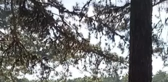 Son dakika haberleri: Piknikte meydan kavgası: 6 yaralı