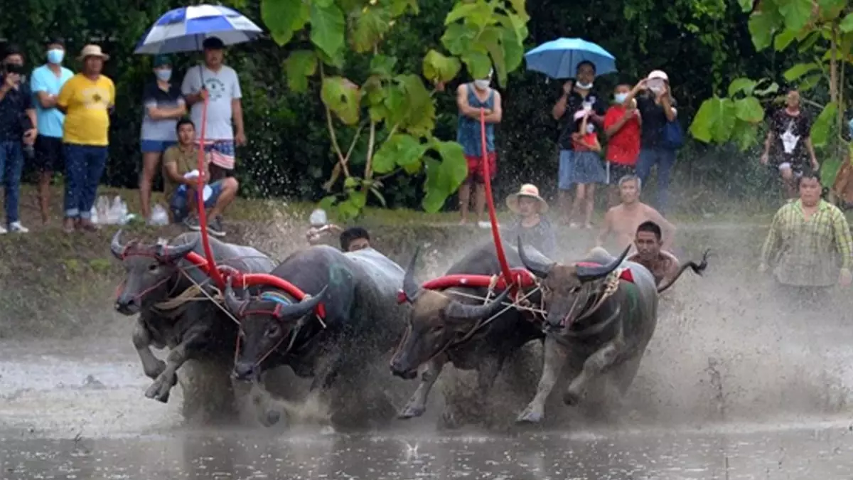 Tayland\'daki Buffalo Yarışlarına Bir Göz Atın