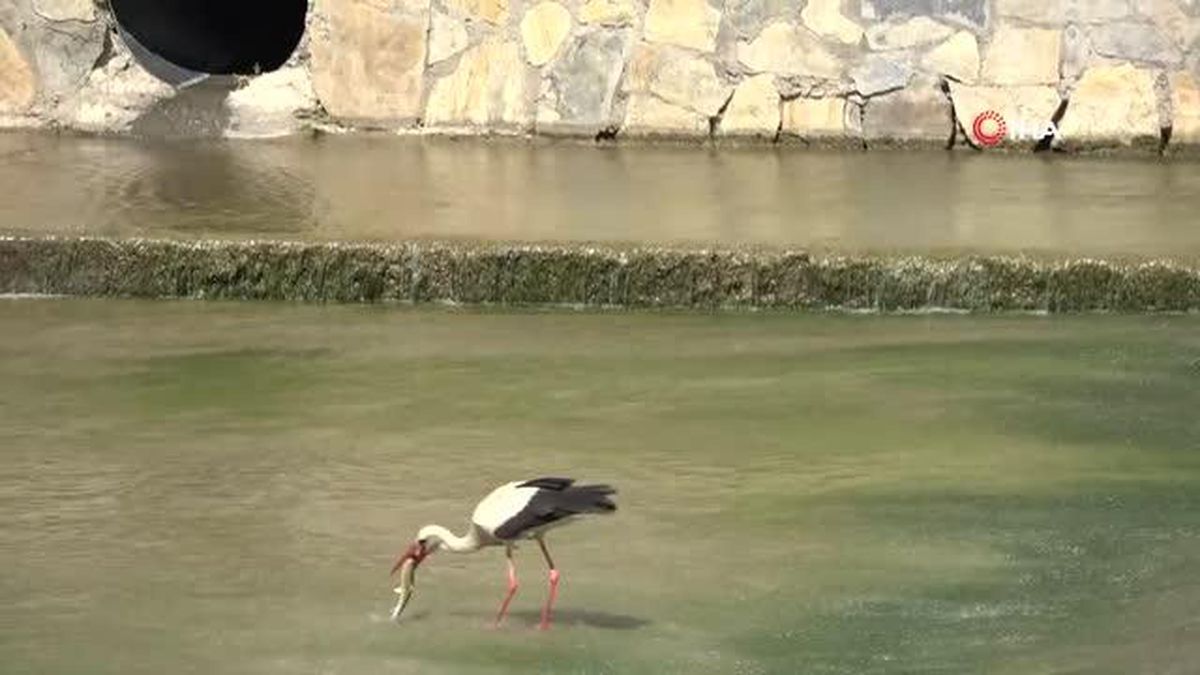 Yeşilırmak'ta belgesel tadında görüntüler