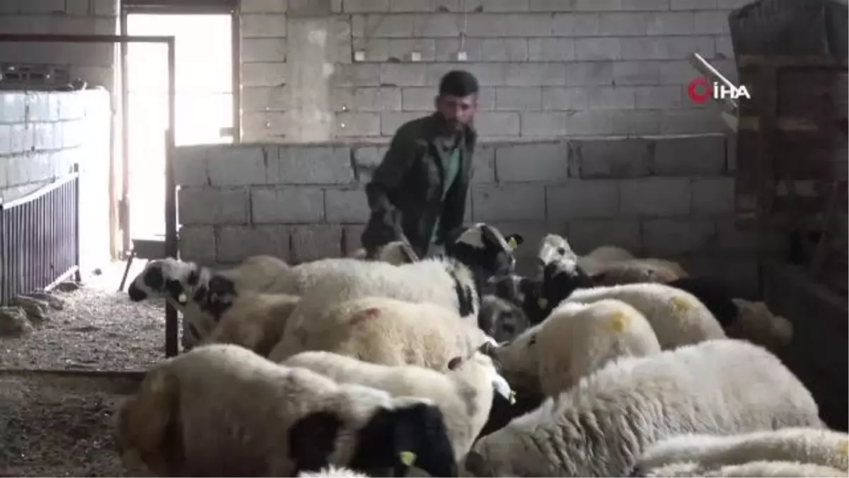 Aylarca bebek gibi bakılan kurbanlıklar yola çıktı