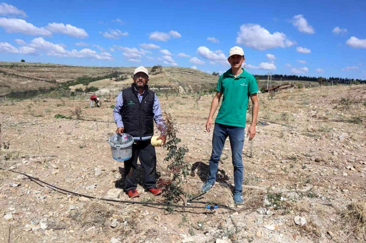 Boş ve atıl araziler Antep Fıstığı bahçelerine dönüyor