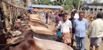 CHİTTAGONG - Bangladeş'te Kurban Bayramı öncesi hazırlıklar