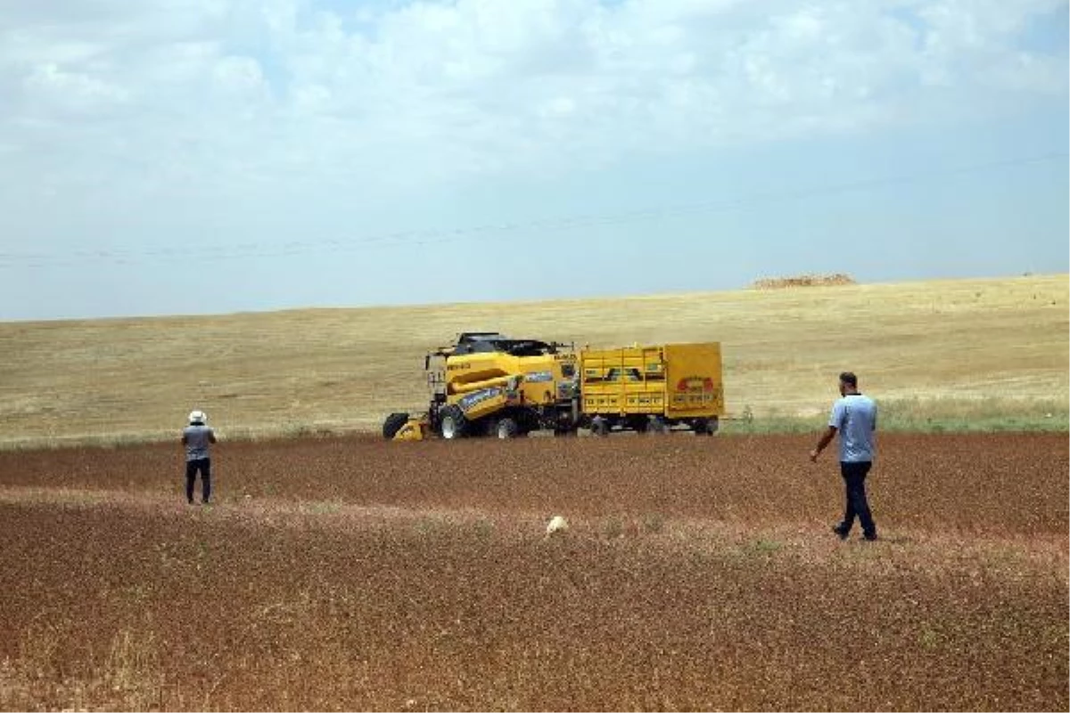 Çölyak hastaları için ekilen karabuğdayda hasat zamanı