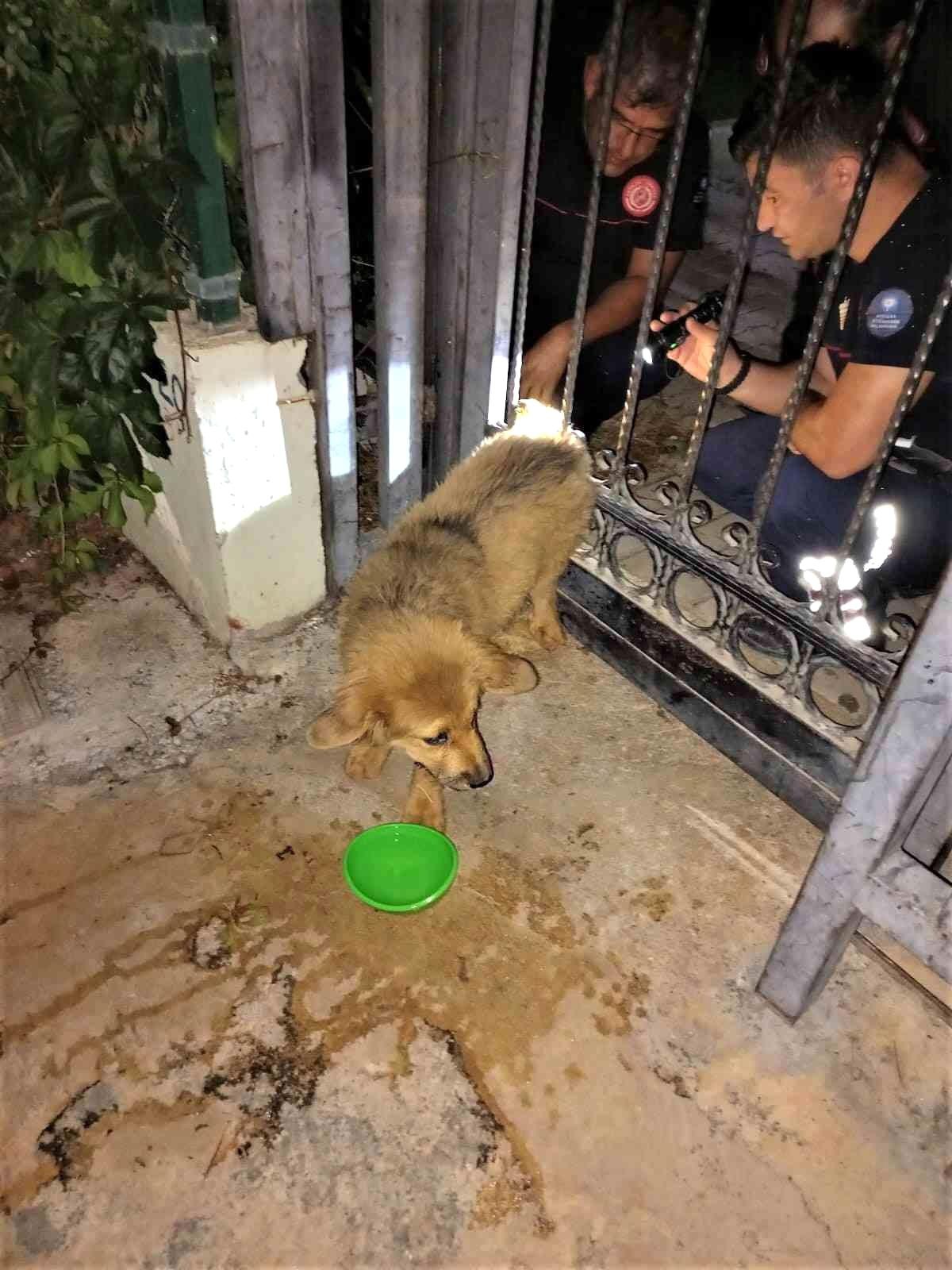 Son dakika haber: Demir parmaklıklara sıkışan köpeğin yardımına itfaiye koştu