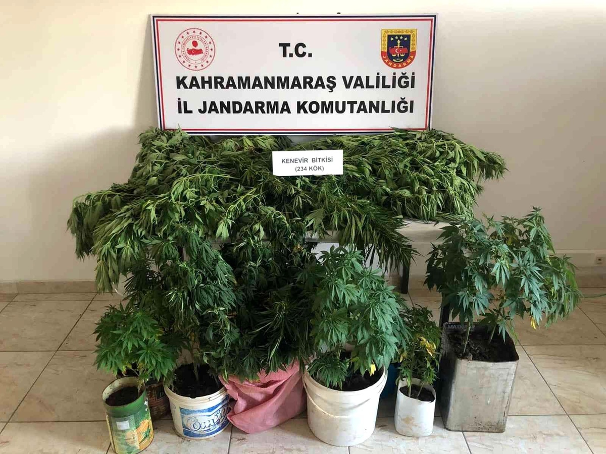 Evlerinde kenevir yetiştirirken yakalandılar