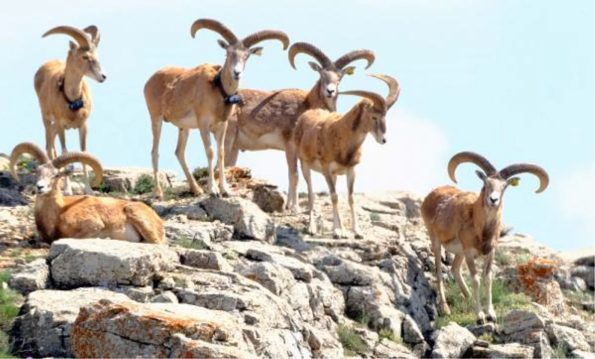 Kırşehir\'de Anadolu yaban koyunları fotokapanla görüntülendi