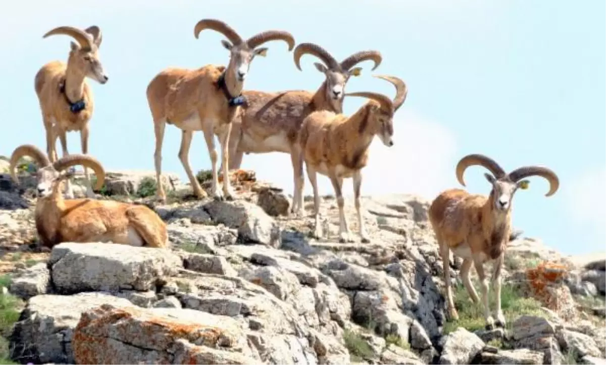 Kırşehir\'de Anadolu yaban koyunları fotokapanla görüntülendi