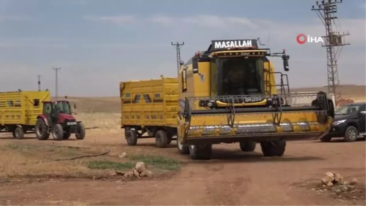 Mardin\'de çölyak hastaları için karabuğdayın ilk hasadı yapıldı