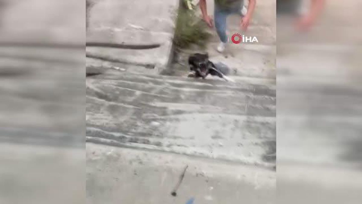 Sultanbeyli'de gençler, dere yatağına düşen köpeği halatla böyle kurtardı