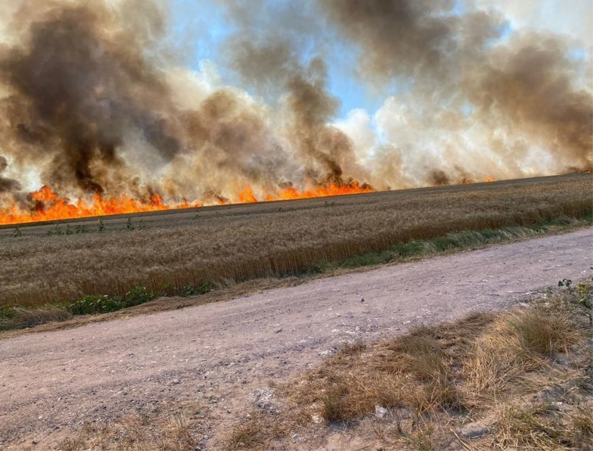 Son dakika haber: İstanbul – Tekirdağ sınırında korkutan yangın: 500 dönüm buğday 15 dakikada küle döndü