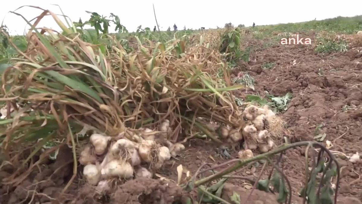 Aksaray Baymış Köyü Muhtarı Arıbaş: 'Çin Sarımsağının Durdurulması Gerekir. Birçok Üretici İşi Bırakmak Durumunda Kalacak'