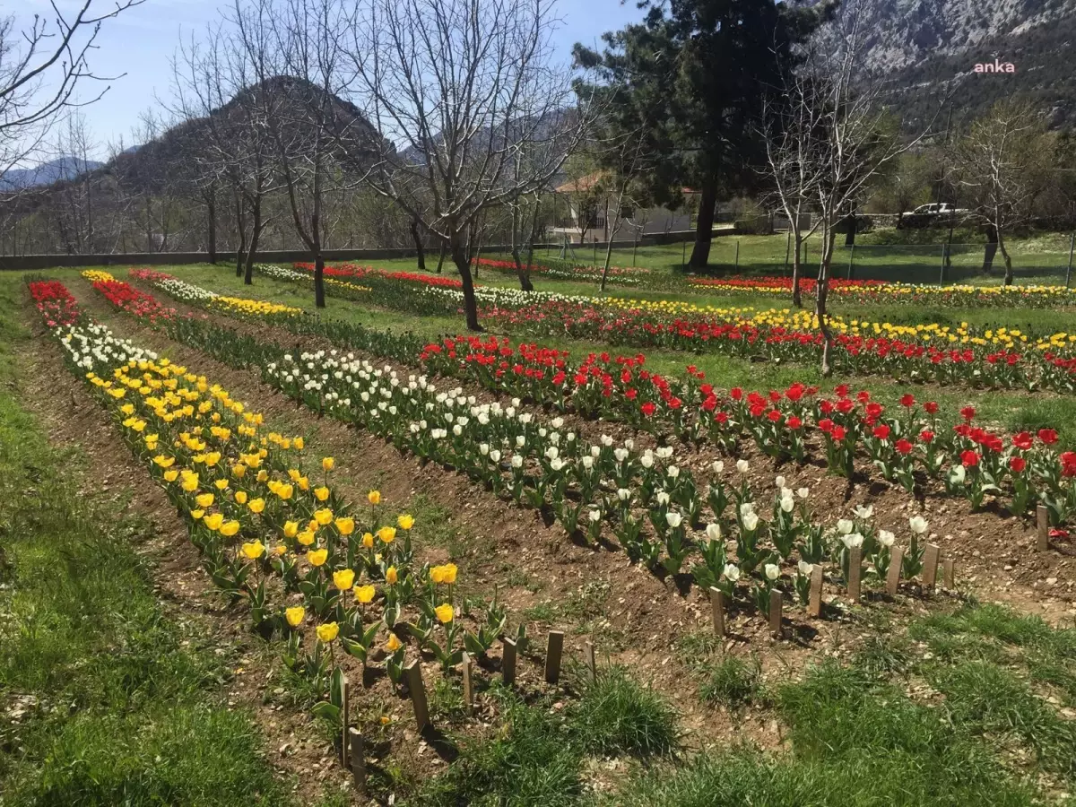 Antalya\'da Lale Soğanı Hasadı