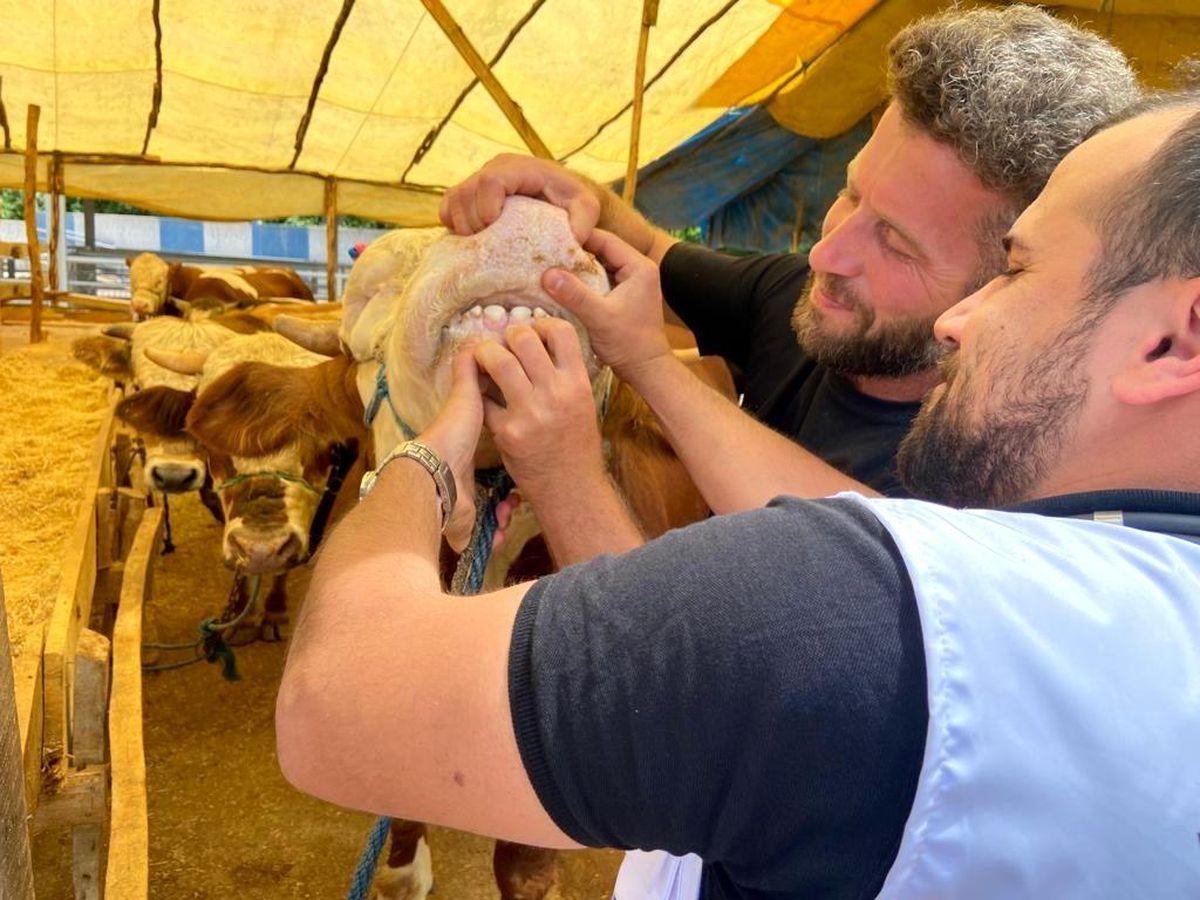 Aydın İl Tarım ve Orman Müdürlüğü'nden kurban uyarısı
