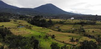 (DRONE) BALİ - Endonezya'da pirinç hasadı