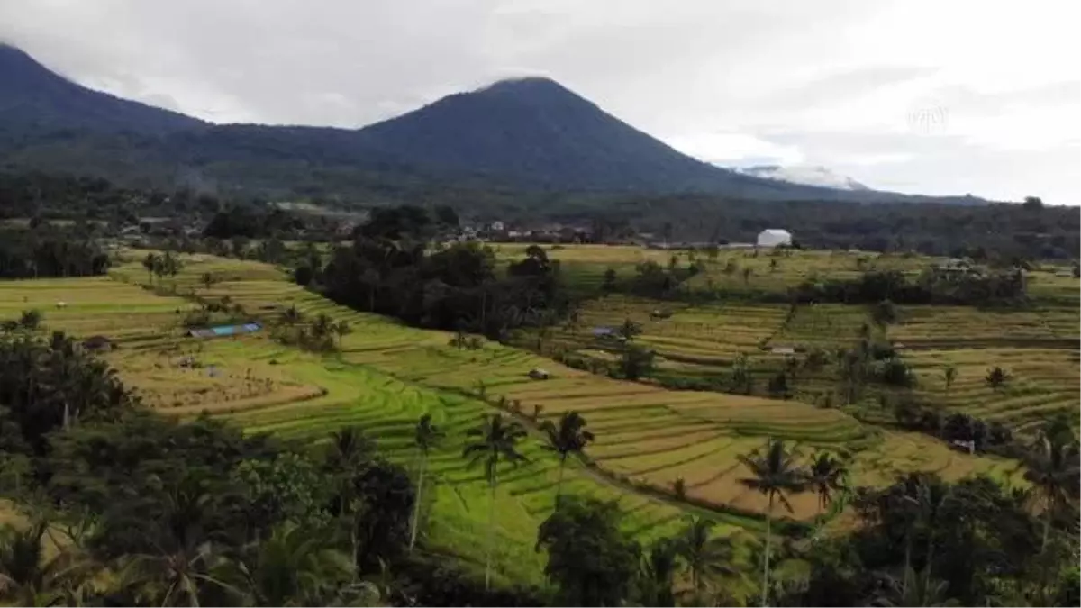 (DRONE) BALİ - Endonezya\'da pirinç hasadı