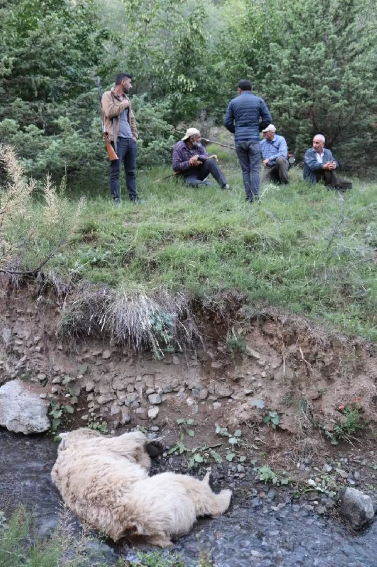 Hayvanlarını götürdüğü arazide ayı saldırısında öldü