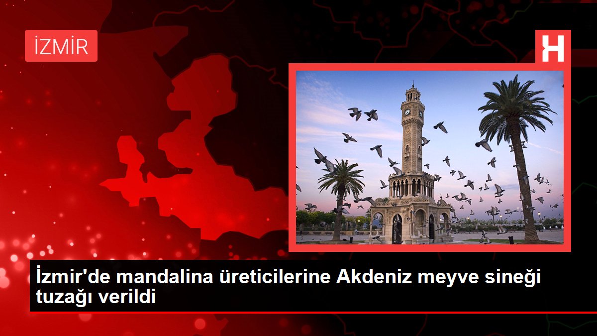 İzmir'de mandalina üreticilerine Akdeniz meyve sineği tuzağı verildi