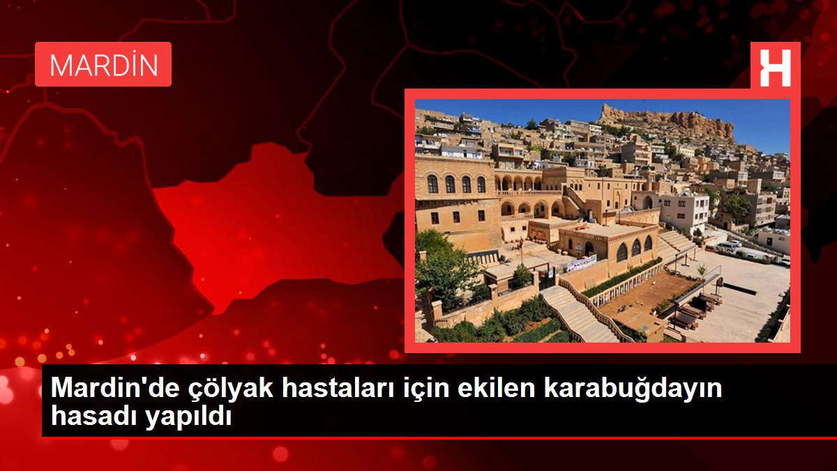 Mardin'de çölyak hastaları için ekilen karabuğdayın hasadı yapıldı