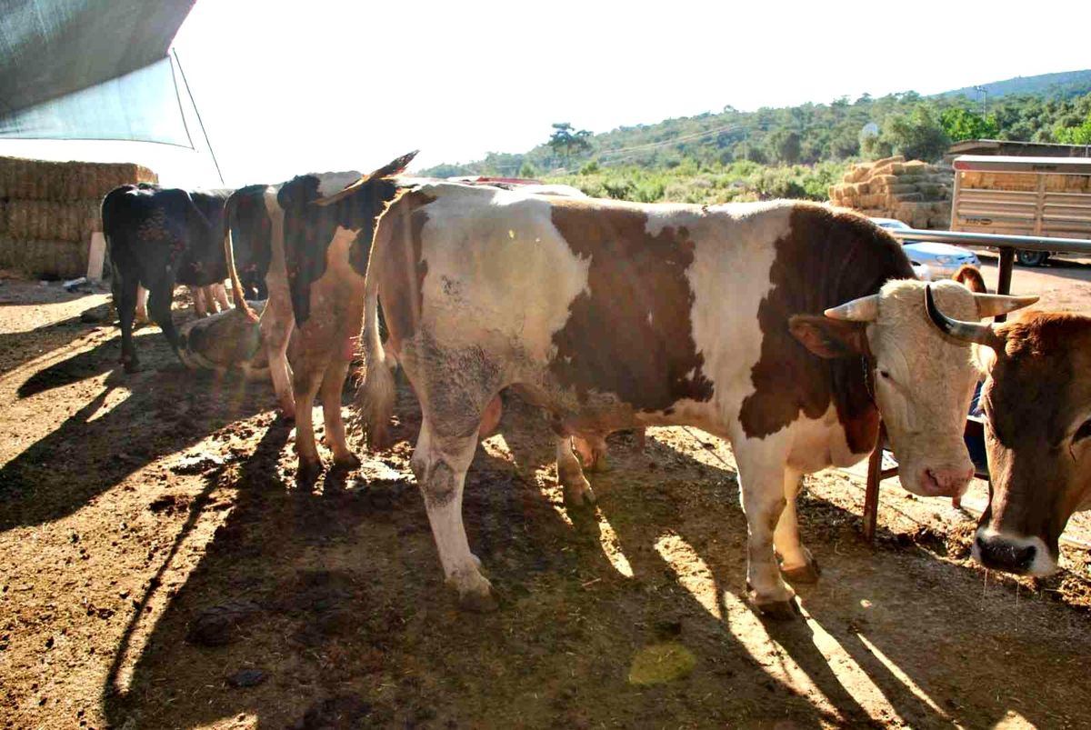 Milas\'ta kurbanlık satışları başladı