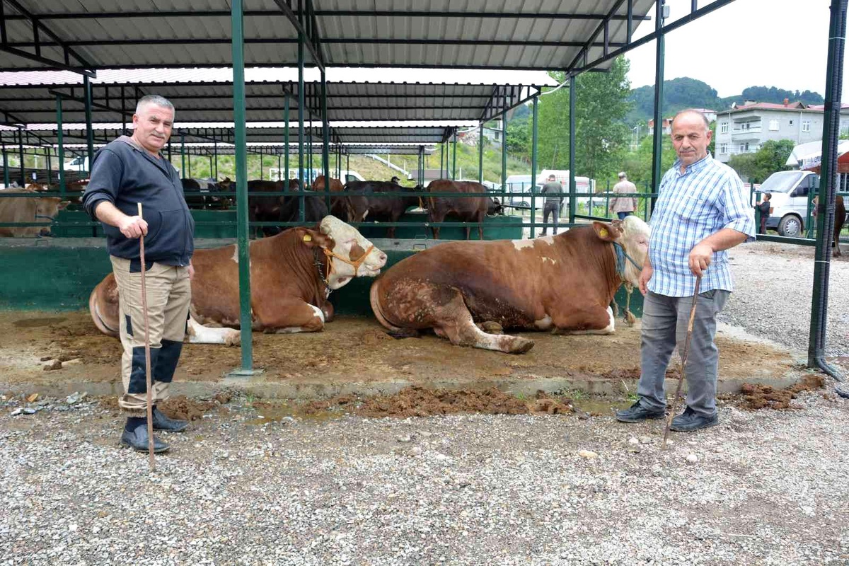 Ordu\'da ikinci el araç fiyatına kurbanlıklar satışta