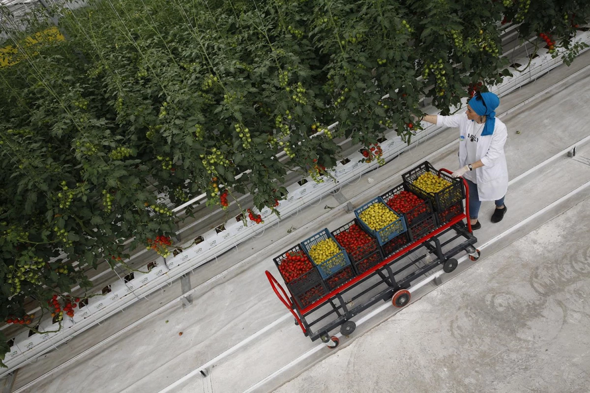 Seracılık Mükemmeliyet Merkezi\'nde iki ayda 30 ton domates hasat edildi