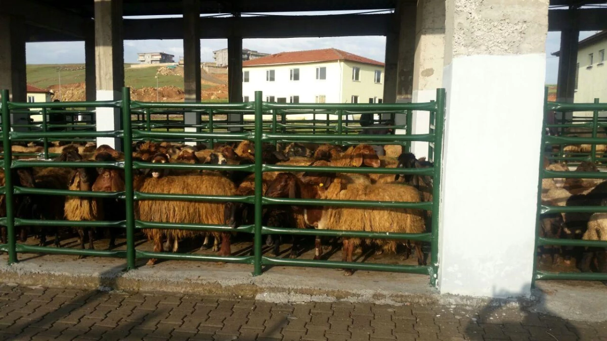 Siirt\'te kurban satış ve kesim yerleri belirlendi