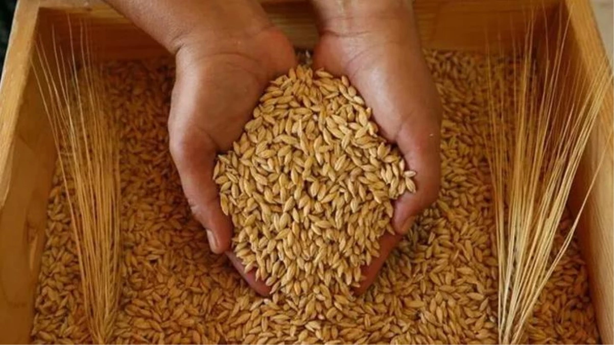 Toprak Mahsulleri Ofisi\'nden son düzenleme: Çiftçiden buğday alım fiyatı 400 TL, arpa alım fiyatı ise 200 TL artırıldı