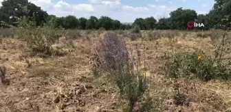 Uzunköprü'de ilk lavanta hasadı yapıldı