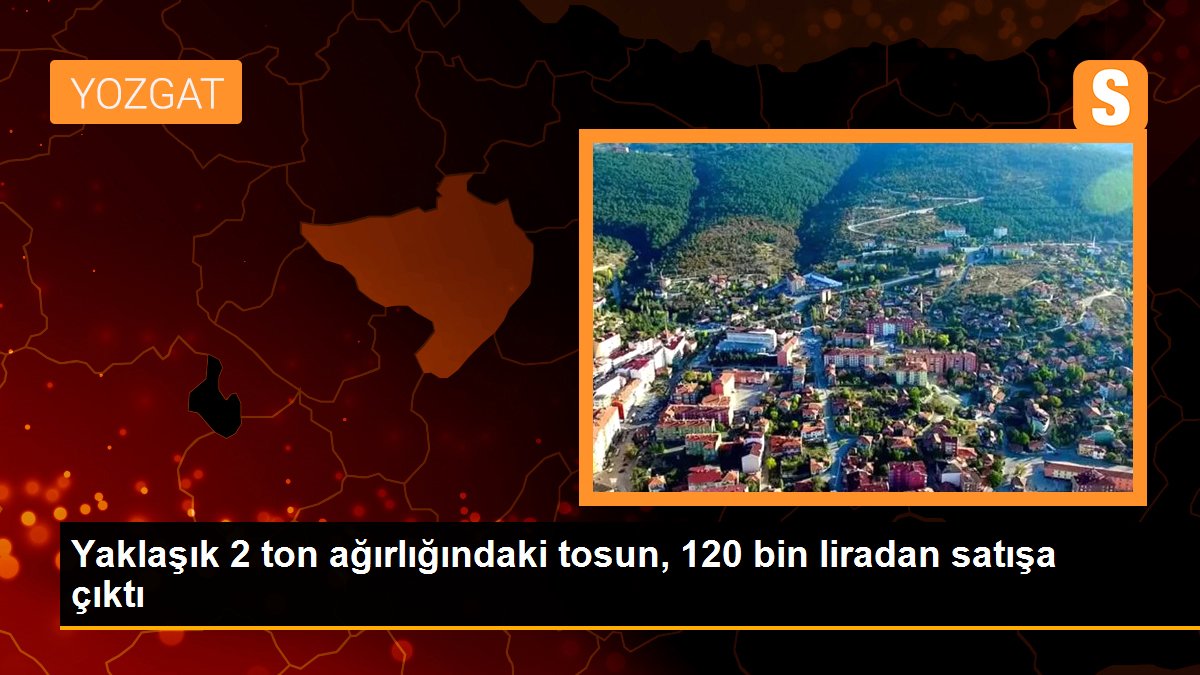 Yaklaşık 2 ton ağırlığındaki tosun, 120 bin liradan satışa çıktı