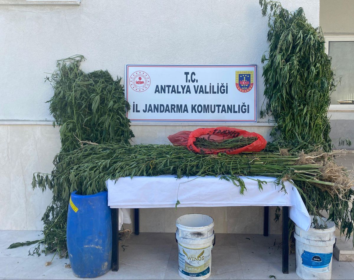 Antalya\'da 543 kök Hint keneviri ile 1 kilo 135 gram esrar ele geçirildi