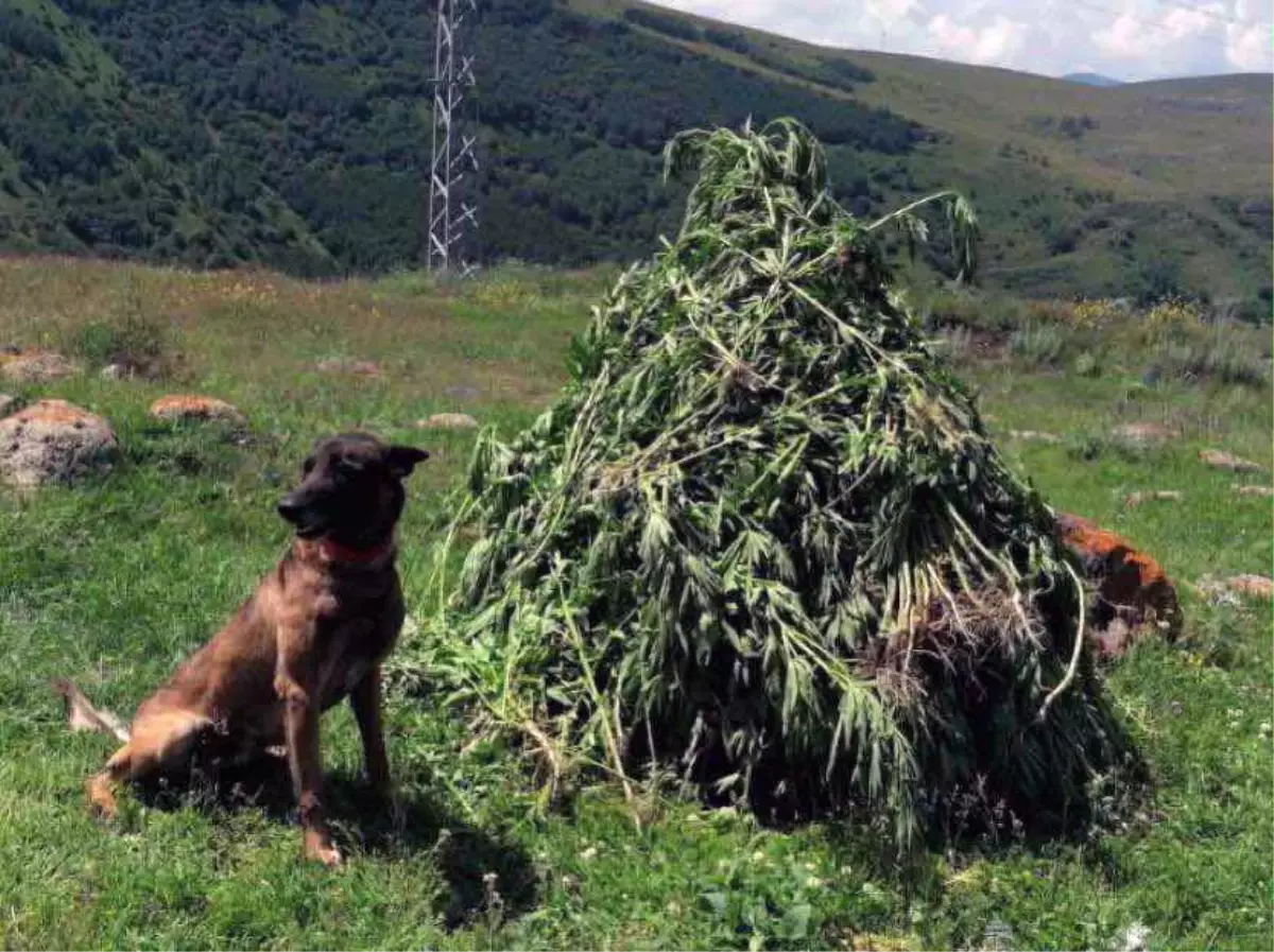 Ardahan\'da araziye izinsiz ekili 3 bin 735 kök kenevir ele geçirildi