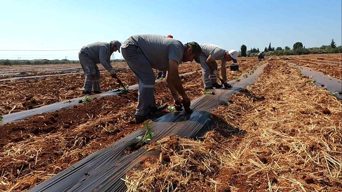 Atıl araziler karpuz ve kavunla buluştu