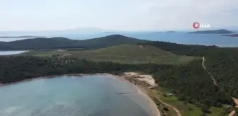 Ayvalık'ta yanan alanlar ormana dönüşüyor