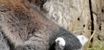 Hırvatistan'da sıcaktan bunalan hayvanat bahçesi sakinlerine buzlu yiyecek verildi