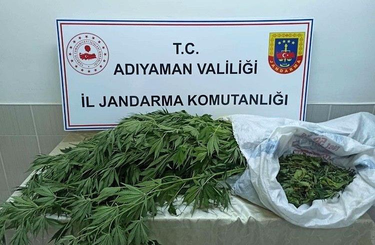 Son dakika haber! Jandarma, kenevir bitkisi ve esrar maddesi ele geçirdi