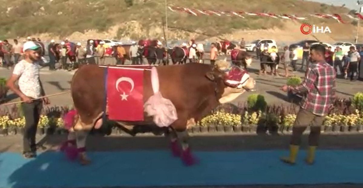 Kurbanlıklar yarıştı, birinciye tam altın hediye edildi
