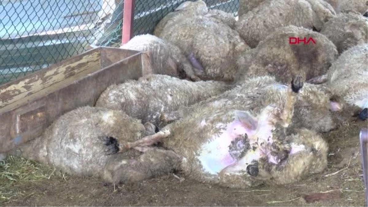\'Sokak köpekleri 35 koyunu telef etti\' iddiası