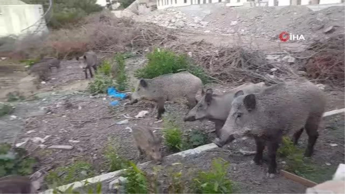 Yiyecek bulmakta zorlanan domuz sürüsü gündüz vakti şehre indi