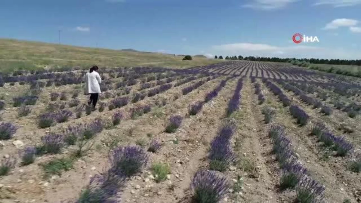 Bozkır topraklar, lavanta bahçeleri ve orman varlığıyla yeşeriyor