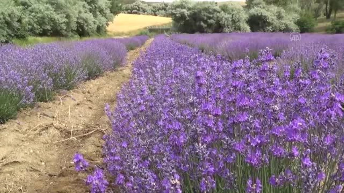 Deneme ekimi yapılan lavanta hasat edildi