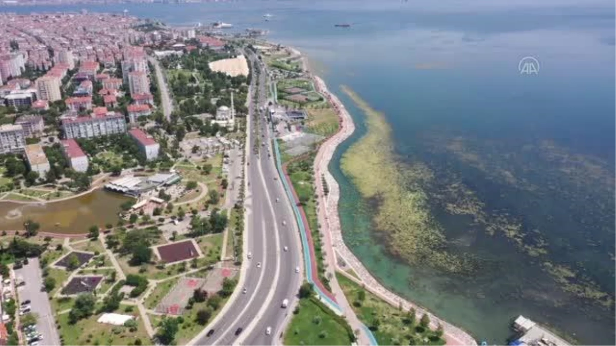 (DRONE) - Bostanlı sahilinde yosun tabakası oluştu