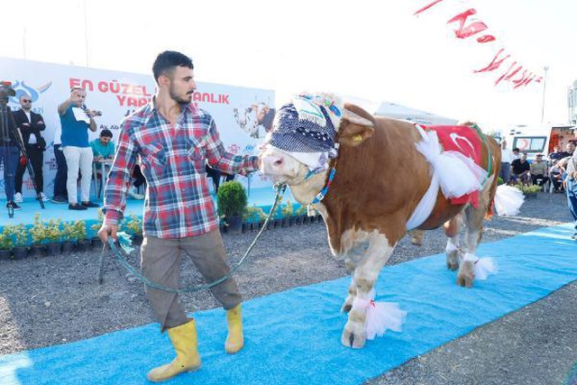 Kurbanlıklar podyuma çıktı, 1 tonluk 'Babayiğit' birinci olup altını kaptı Kurbanlıklar podyuma çıktı, 1 tonluk 'Babayiğit' birinci olup altını kaptı