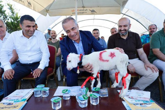 Kurbanlıklar podyuma çıktı, 1 tonluk 'Babayiğit' birinci olup altını kaptı Kurbanlıklar podyuma çıktı, 1 tonluk 'Babayiğit' birinci olup altını kaptı