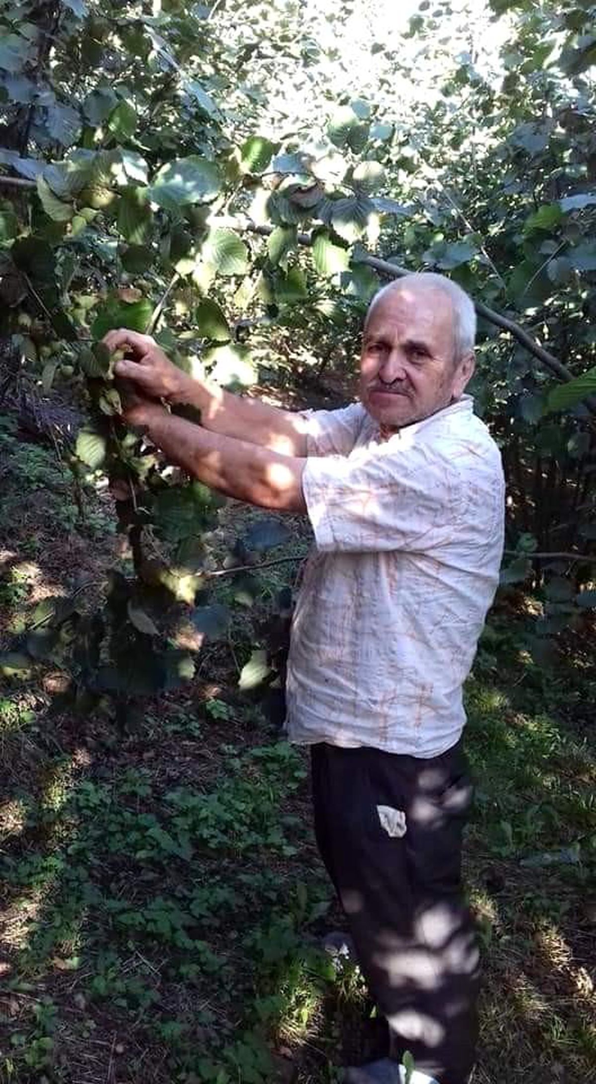 Son dakika: Ordu\'da ıhlamur ağacından düşen kişi öldü