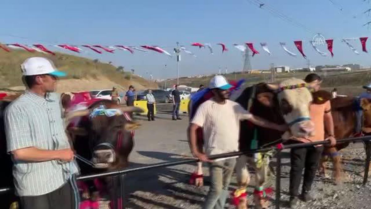 İstanbul'da 'en güzel' büyükbaş kurbanlıklar yarıştı