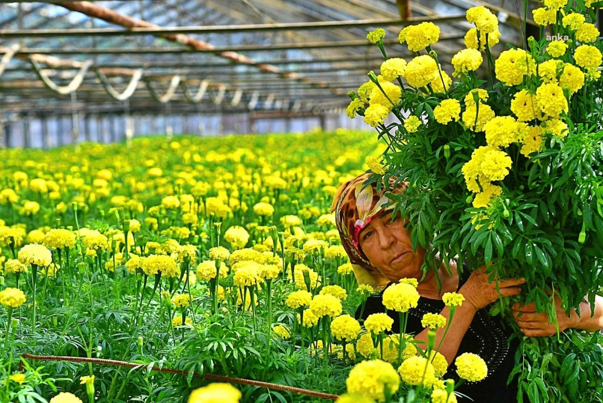 İzmirli Çiçek Üreticileri Hollanda Borsası\'nda