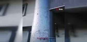 Kandıra'da cadde ve sokaklar kelebeklerce istila edildi