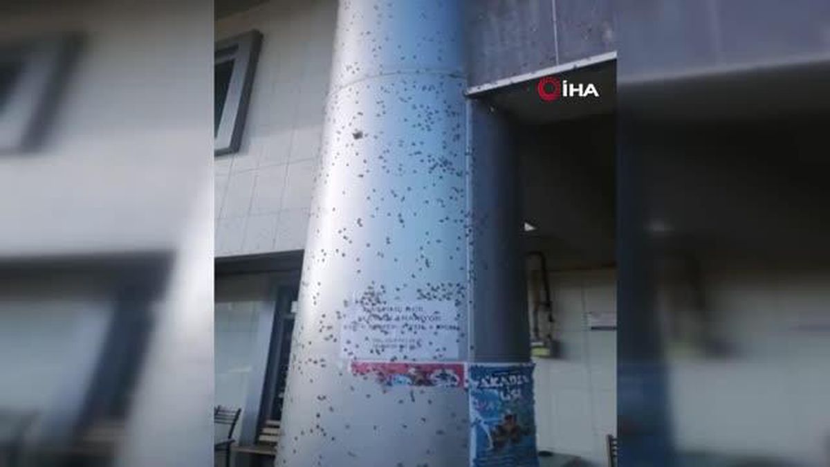 Kandıra'da cadde ve sokaklar kelebeklerce istila edildi