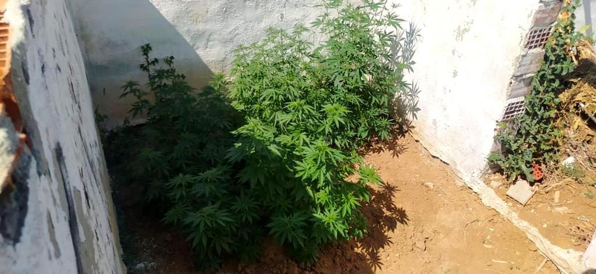 Keşan\'da iki kenevir bahçesine polis baskını